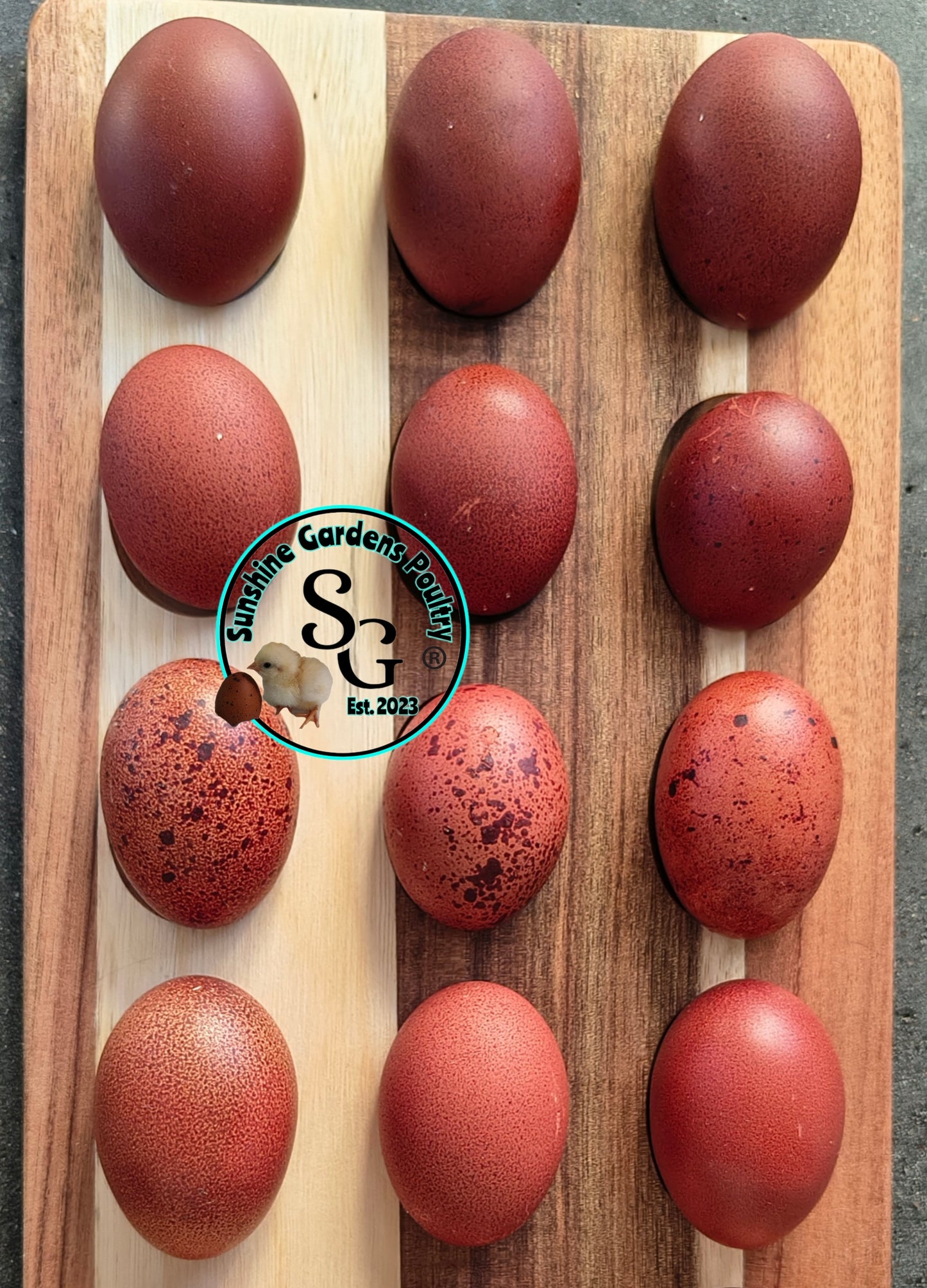 Black Tailed Red Marans (BTR): 3-6 Month Old Cockerel