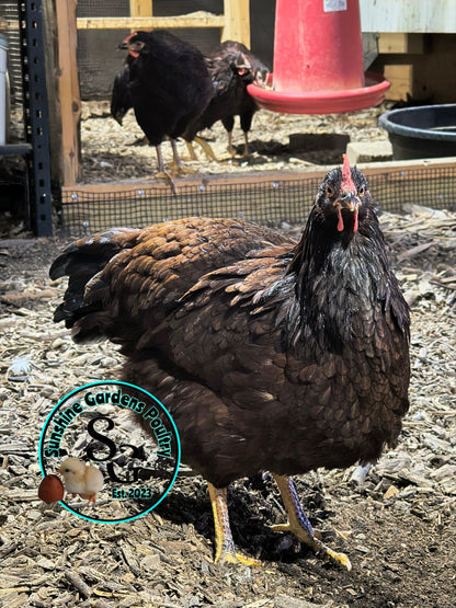 Heritage Rhode Island Red: Pullet 6-8 Weeks old