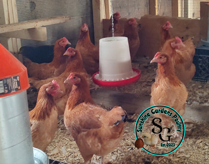 Black Tailed Red Marans (BTR): 4-6 Month Old Pullet