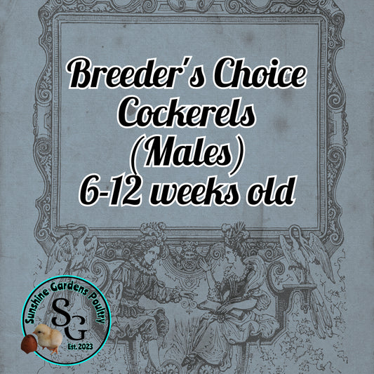 Breeder's Choice Cockerels: 6-12 weeks old