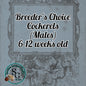 Breeder's Choice Cockerels: 6-12 weeks old