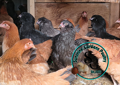 Breeder's Choice Pullets: 3-4 Month Olds