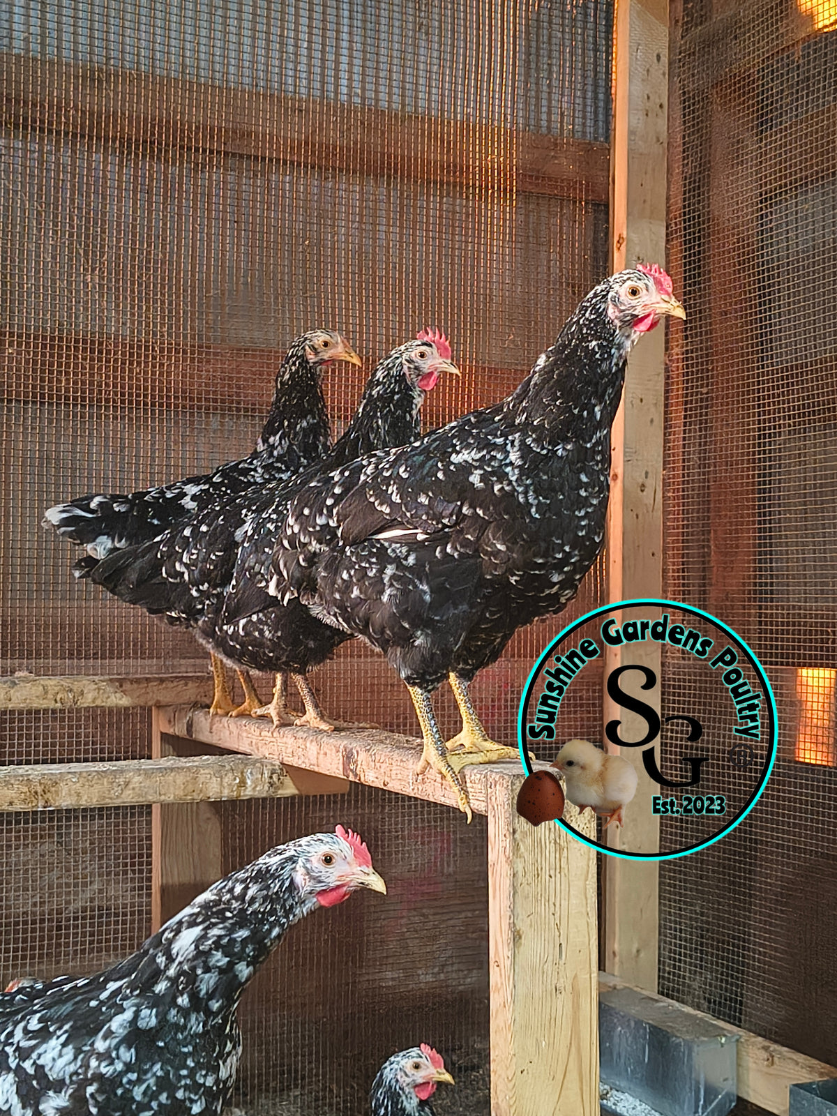 Shipping included: Mottled Java - 12 Hatching Eggs*