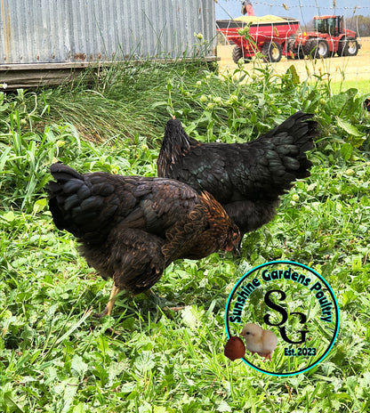 Breeder's Choice Pullets: 3-4 Month Olds