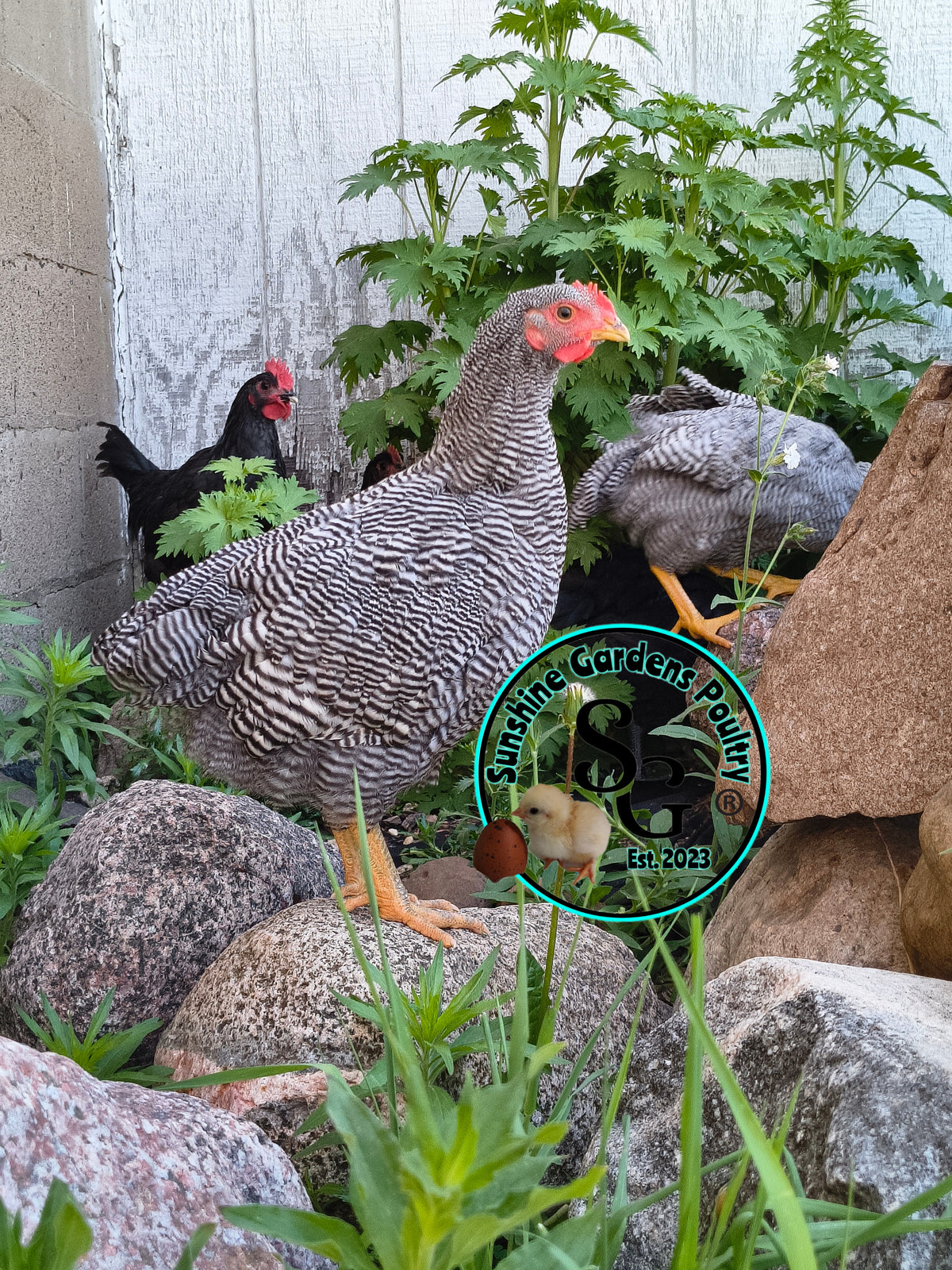 Heritage Plymouth Barred Rock - Straight run ONLY
