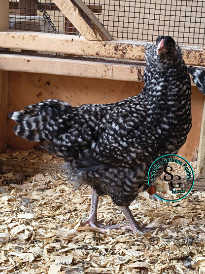 Cuckoo Ameraucanas - Straight run ONLY