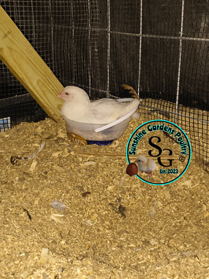 LOCAL PICK-UP Option: Christopher Lynn Rainbow Eggers (CLRE) - 12 Hatching Eggs*