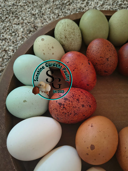 Rainbow Dozen - 12 Hatching Eggs*