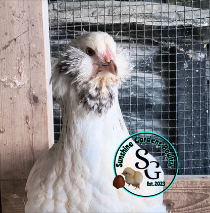 LOCAL PICK-UP Option: Christopher Lynn Rainbow Eggers (CLRE) - 12 Hatching Eggs*