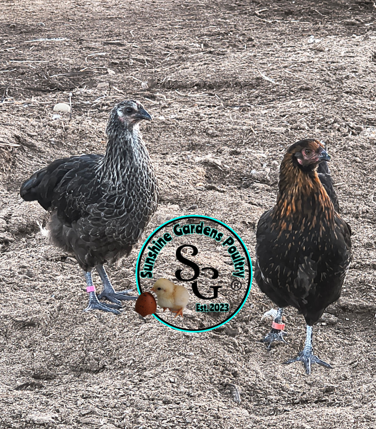 LOCAL PICK-UP Option: Christopher Lynn Rainbow Eggers (CLRE) - 12 Hatching Eggs*