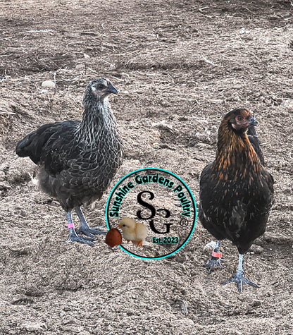 LOCAL PICK-UP Option: Christopher Lynn Rainbow Eggers (CLRE) - 12 Hatching Eggs*