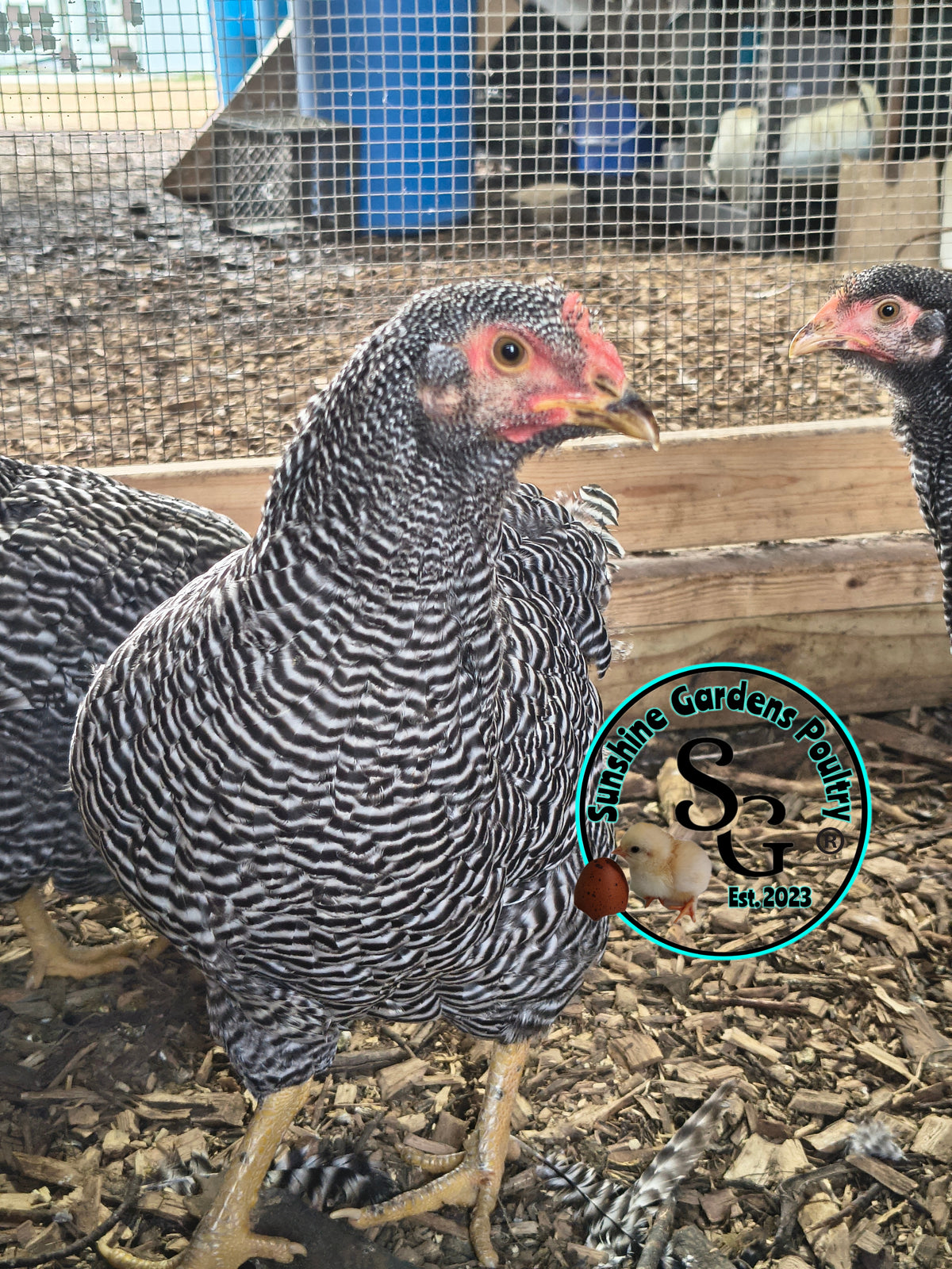 Heritage Plymouth Barred Rock - Straight run ONLY