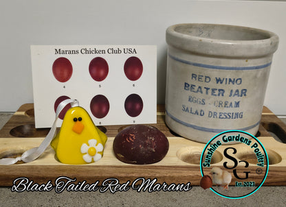 Black Tailed Red Marans (BTR) - Straight run ONLY*