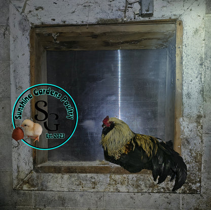 LOCAL PICK-UP Option: Christopher Lynn Rainbow Eggers (CLRE) - 12 Hatching Eggs*