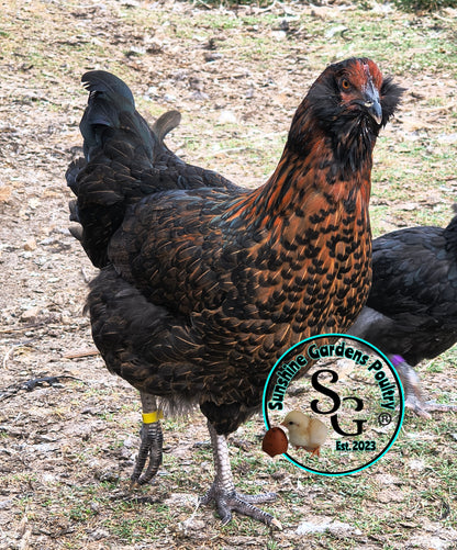 LOCAL PICK-UP Option: Christopher Lynn Rainbow Eggers (CLRE) - 12 Hatching Eggs*