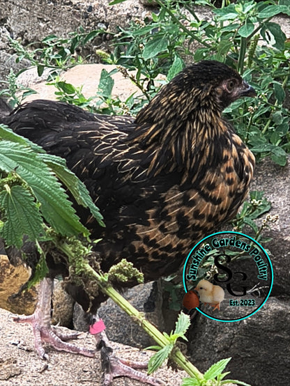 LOCAL PICK-UP Option: Christopher Lynn Rainbow Eggers (CLRE) - 12 Hatching Eggs*