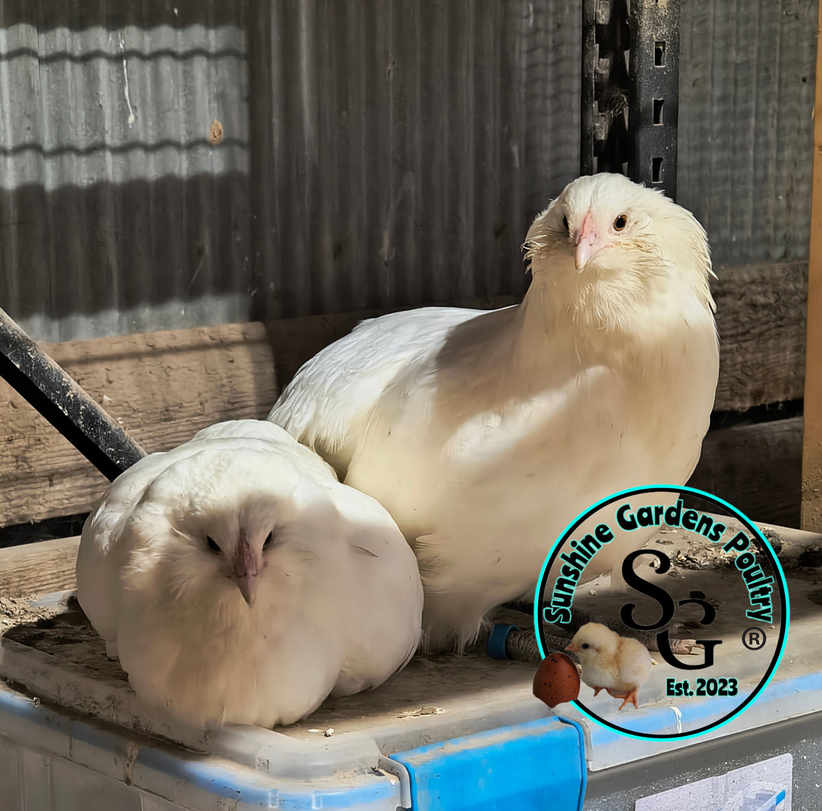 LOCAL PICK-UP Option: Christopher Lynn Rainbow Eggers (CLRE) - 12 Hatching Eggs*