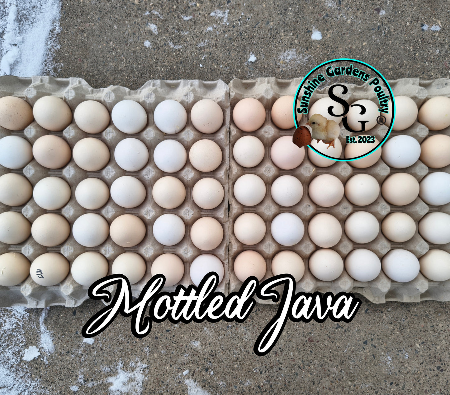 Mottled Javas - Straight run ONLY*