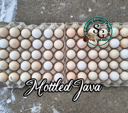 Mottled Javas - Straight run ONLY*