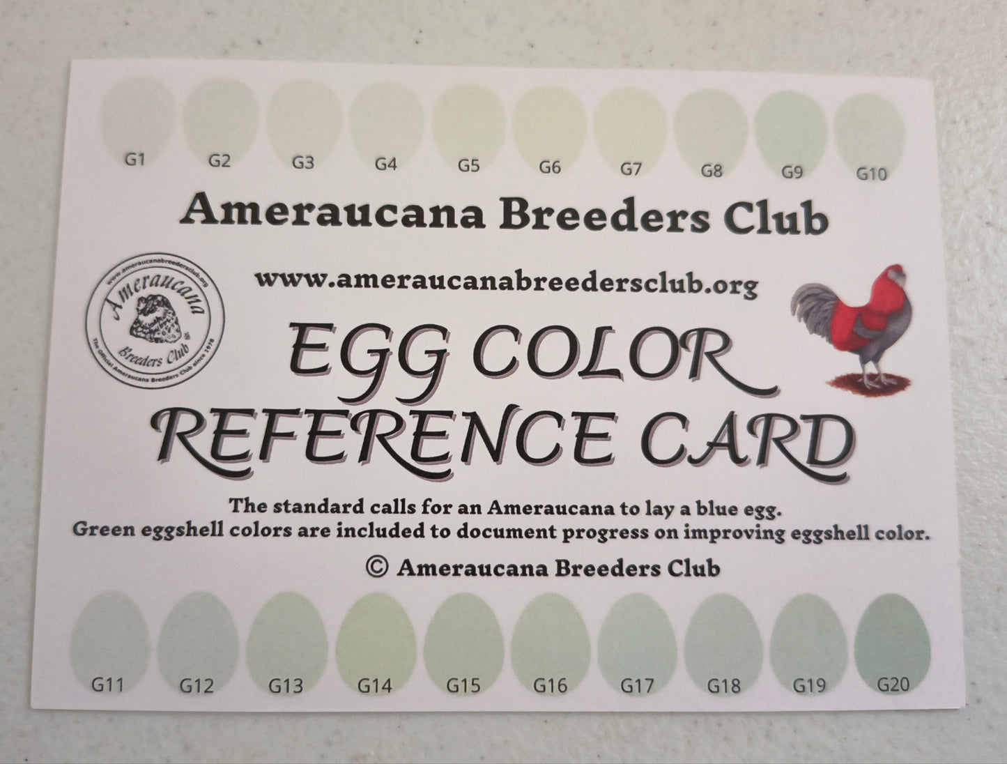 Cuckoo Ameraucanas - Straight run ONLY