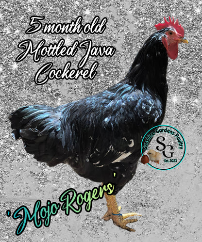 Shipping included: Mottled Java - 12 Hatching Eggs*