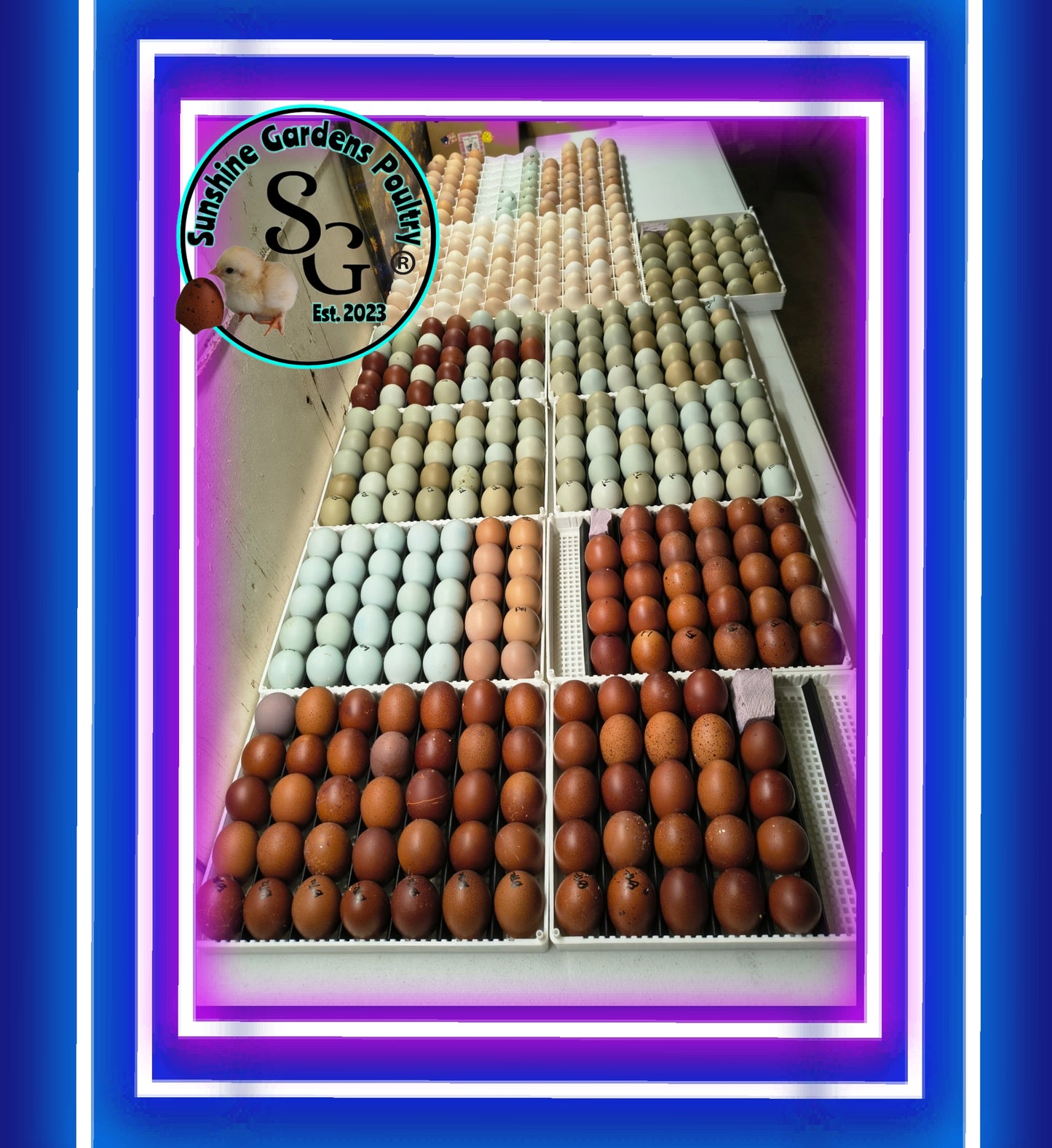 LOCAL PICK-UP: Hen's Choice Extras - 12 Hatching Eggs