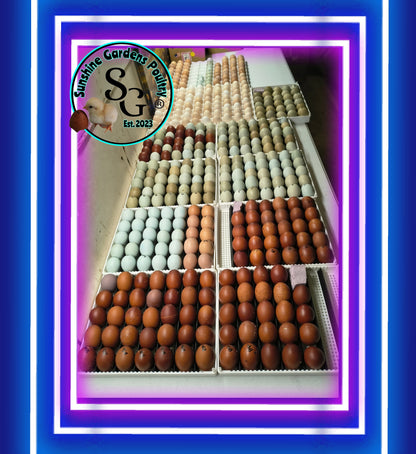 Shipping Included: Hen's Choice Extras - 12 Hatching Eggs