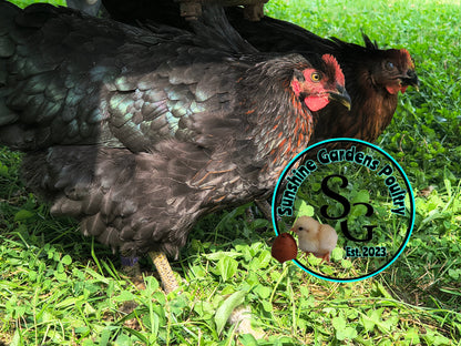 Breeder's Choice Pullets: 3-4 Month Olds