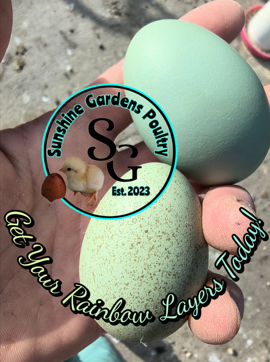 Rainbow Layers: Pullet 9-12 weeks old