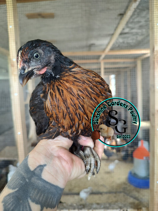 Black Sexlink pullets: 6-8 weeks old