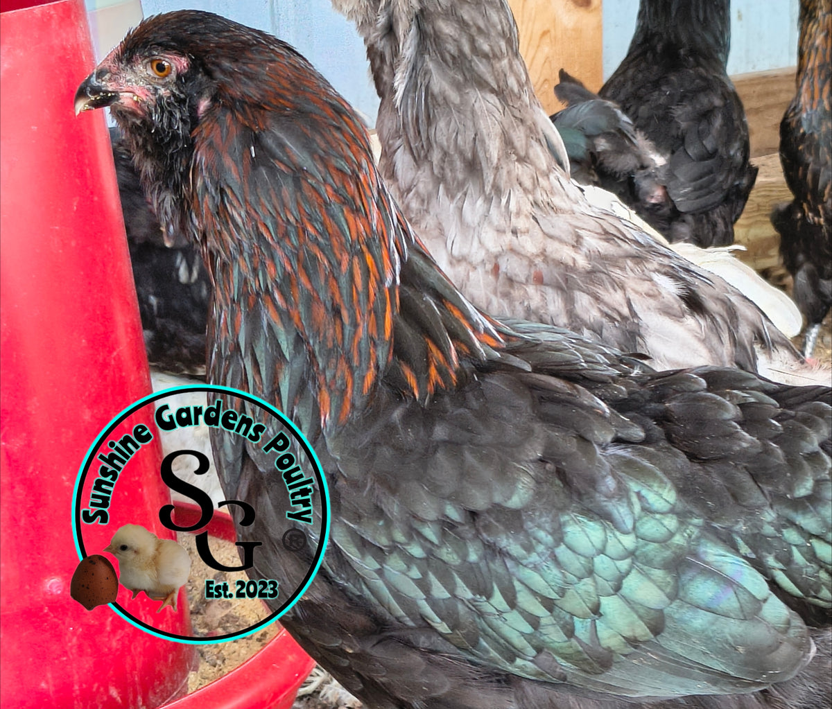 LOCAL PICK-UP Option: Christopher Lynn Rainbow Eggers (CLRE) - 12 Hatching Eggs*