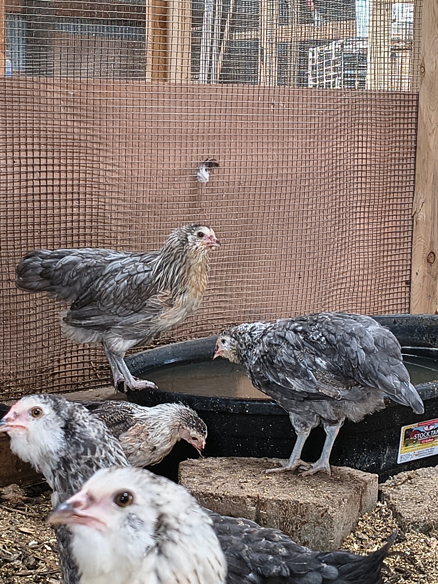 Blue Silver Ameraucana PAIR: 1 Male/ 1 Female - LOCAL PICK-UP ONLY