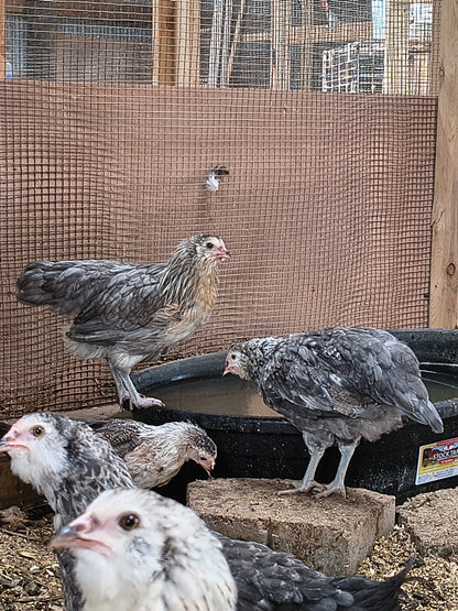 Blue Silver Ameraucana PAIR: 1 Male/ 1 Female - LOCAL PICK-UP ONLY
