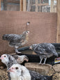 Blue Silver Ameraucana PAIR: 1 Male/ 1 Female - LOCAL PICK-UP ONLY
