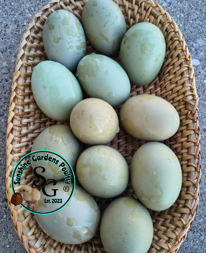 Rainbow Layers: 4-6 Month Old Pullet