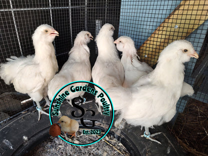 **PRE-ORDER** White Ameraucanas: Pullet 6-8 weeks old