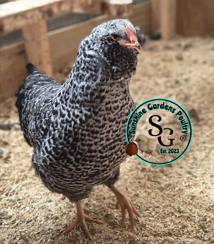LOCAL PICK-UP Option: Christopher Lynn Rainbow Eggers (CLRE) - 12 Hatching Eggs*