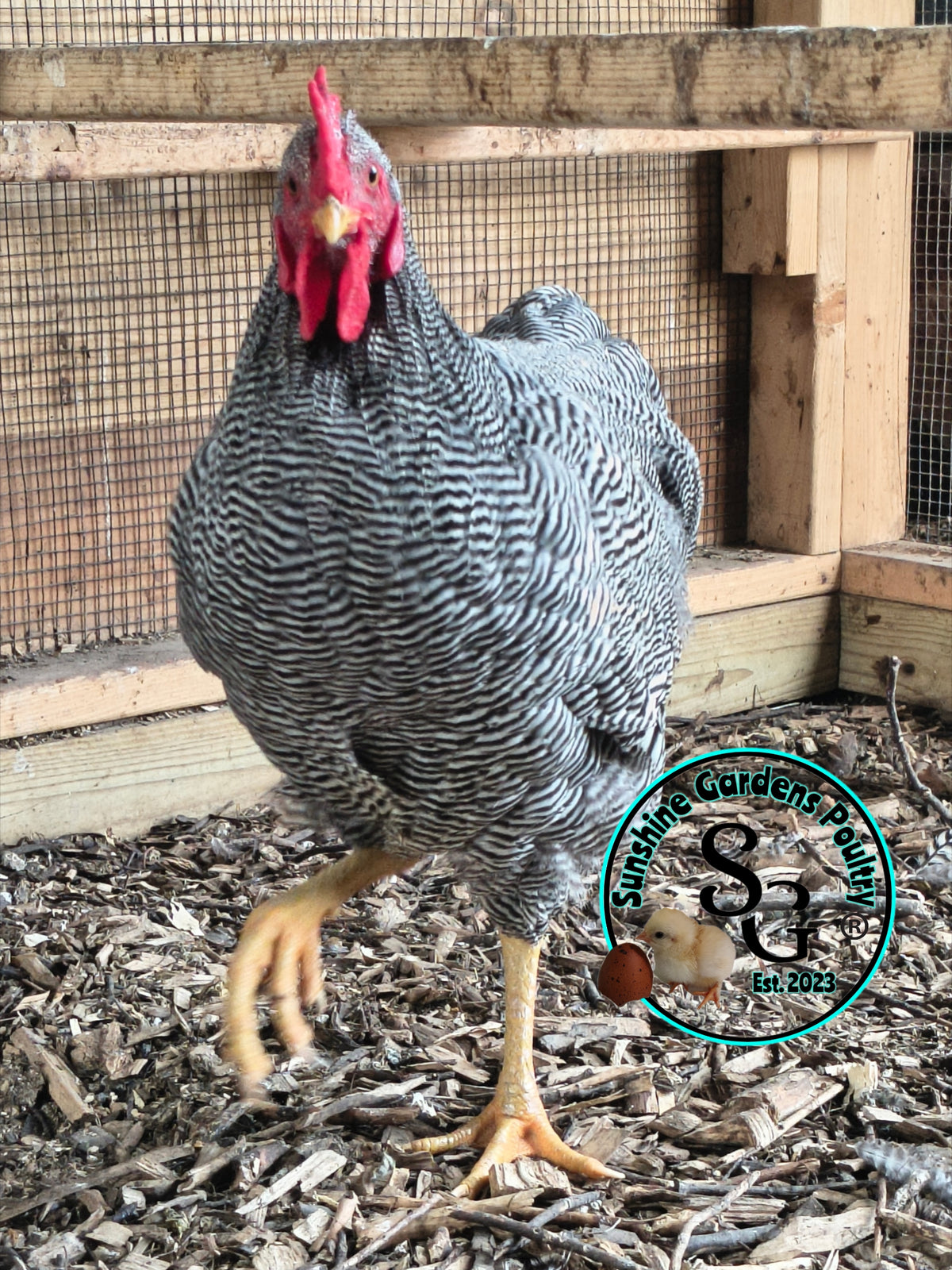 Heritage Plymouth Barred Rock - Straight run ONLY