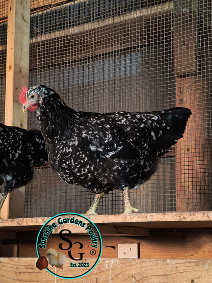Shipping included: Mottled Java - 12 Hatching Eggs*