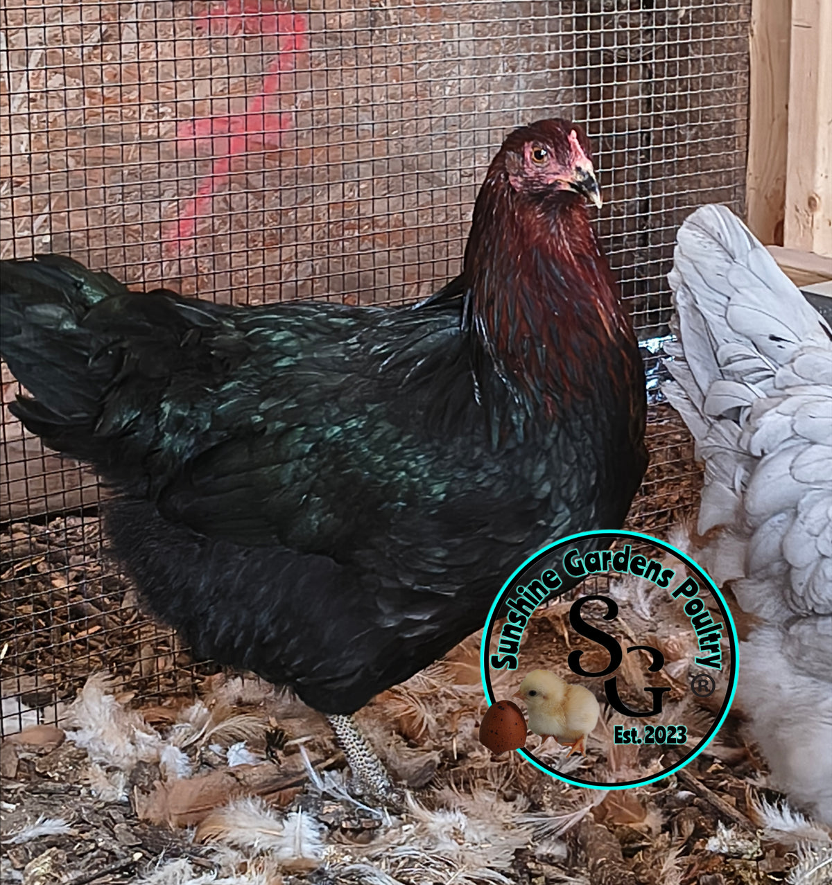 Rainbow Layers: 3-4 Month Old Pullet