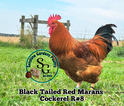 Black Tailed Red Marans (BTR) - Straight run ONLY*