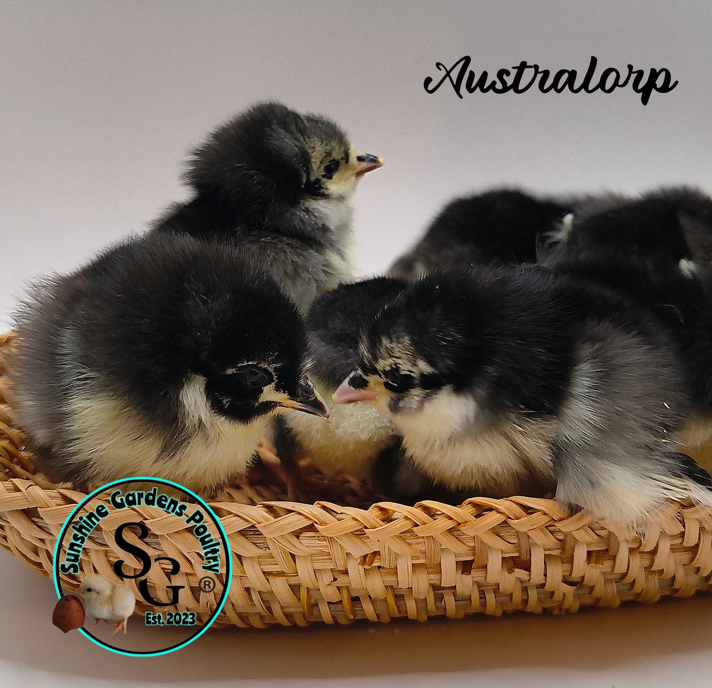 Australorp: Straight run ONLY