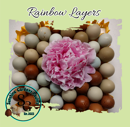 Rainbow Layers: Pullet 6-8 weeks old