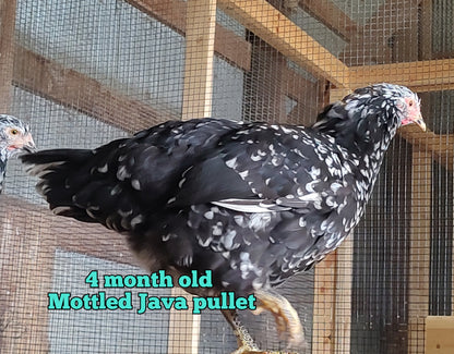 Mottled Javas - Straight run ONLY*