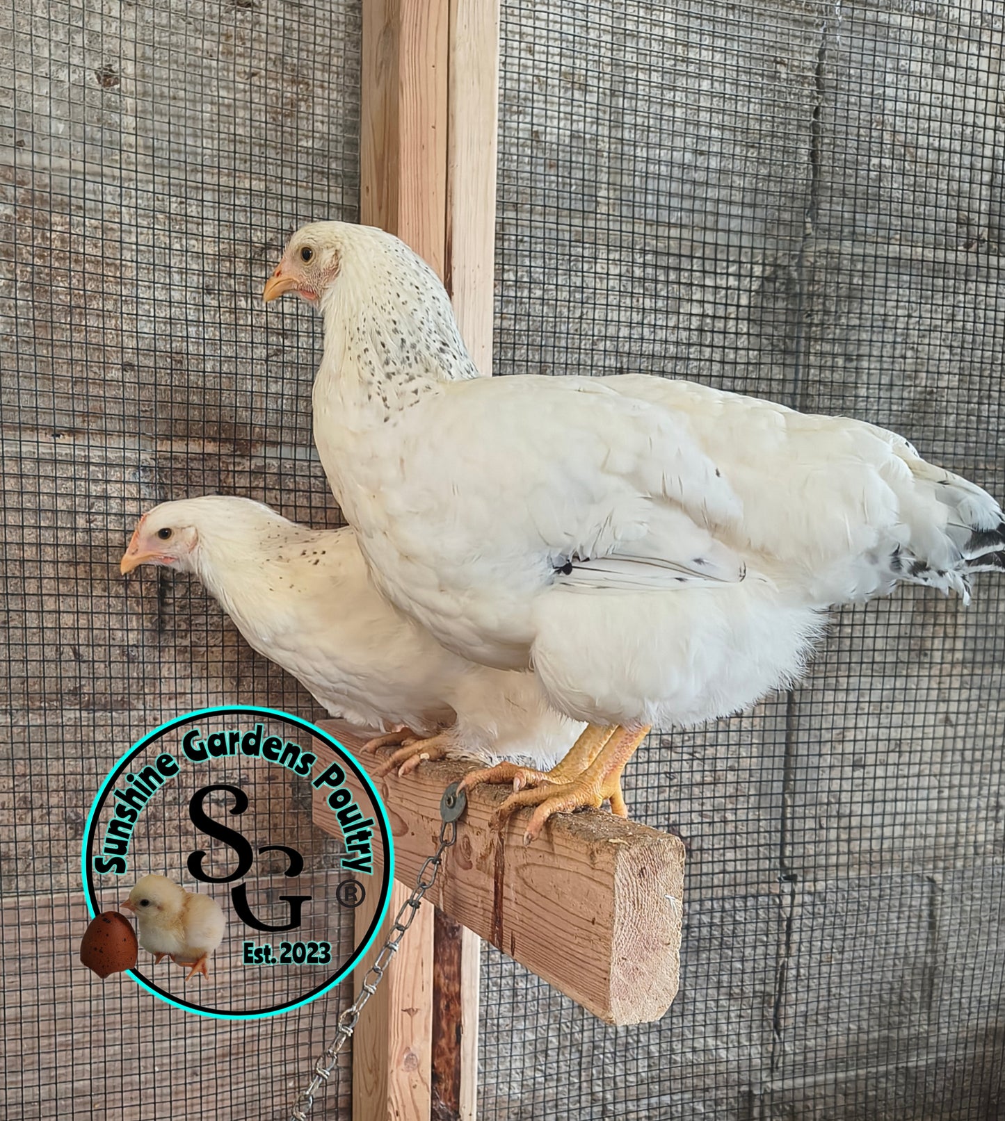 Delaware Pullet: 9-12 weeks old