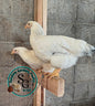 Delaware Pullet: 9-12 weeks old