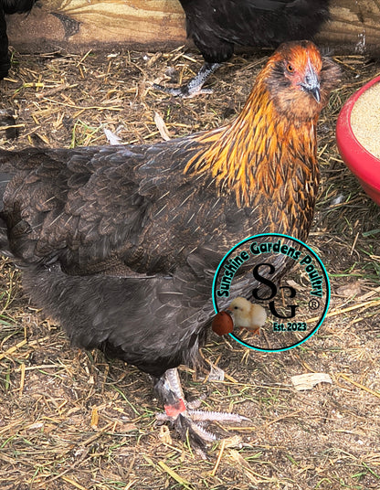 LOCAL PICK-UP Option: Christopher Lynn Rainbow Eggers (CLRE) - 12 Hatching Eggs*