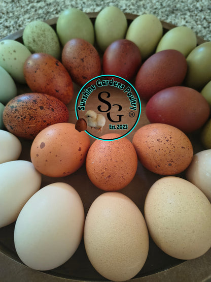 Rainbow Dozen - 12 Hatching Eggs*