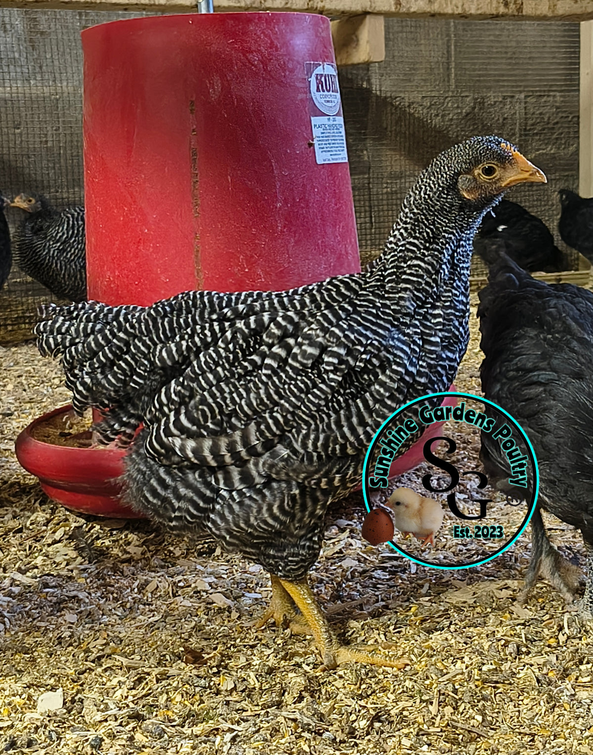 Heritage Plymouth Barred Rock - Straight run ONLY