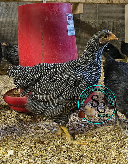 Heritage Plymouth Barred Rock - Straight run ONLY